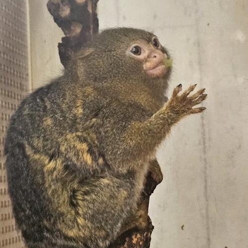 ピグミーマーモセット